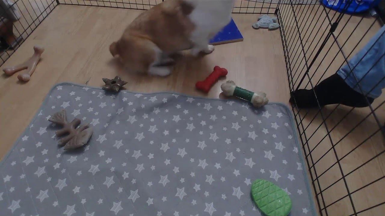 Corgi Puppy First Bully stick