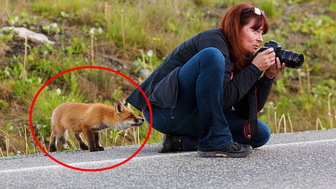 Funny Animal Videos 😂 Hilarious Foxes That Will Make You Laugh Out Loud And Find Peace 😂