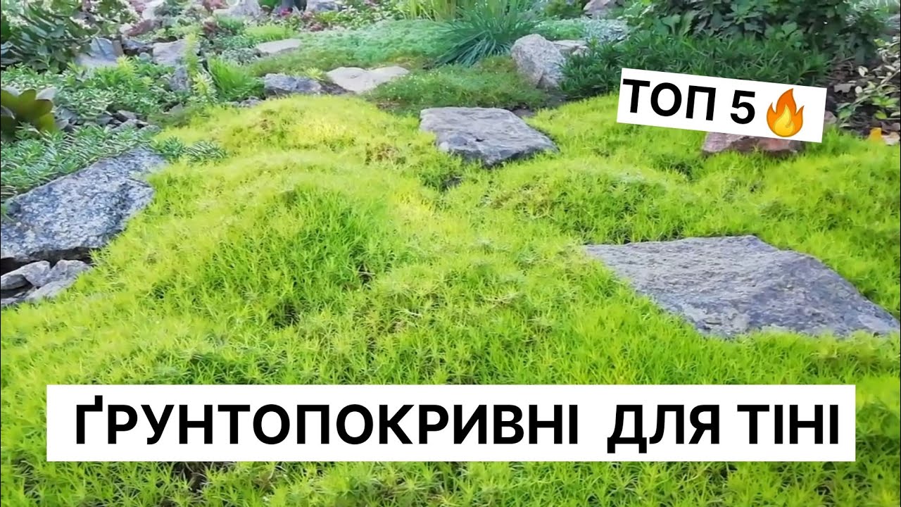 ТОП 5 Найкращі грунтопокривні рослини для тіні, що ростуть у моєму саду