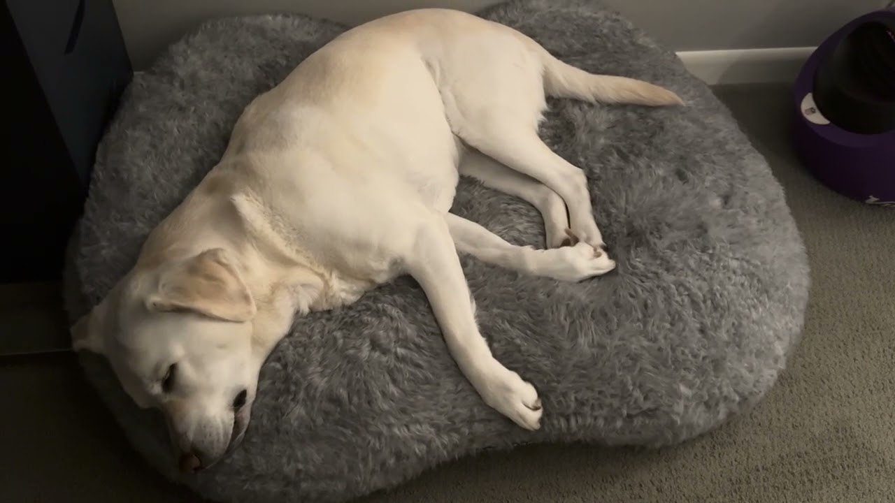 Rrrrr Dreams