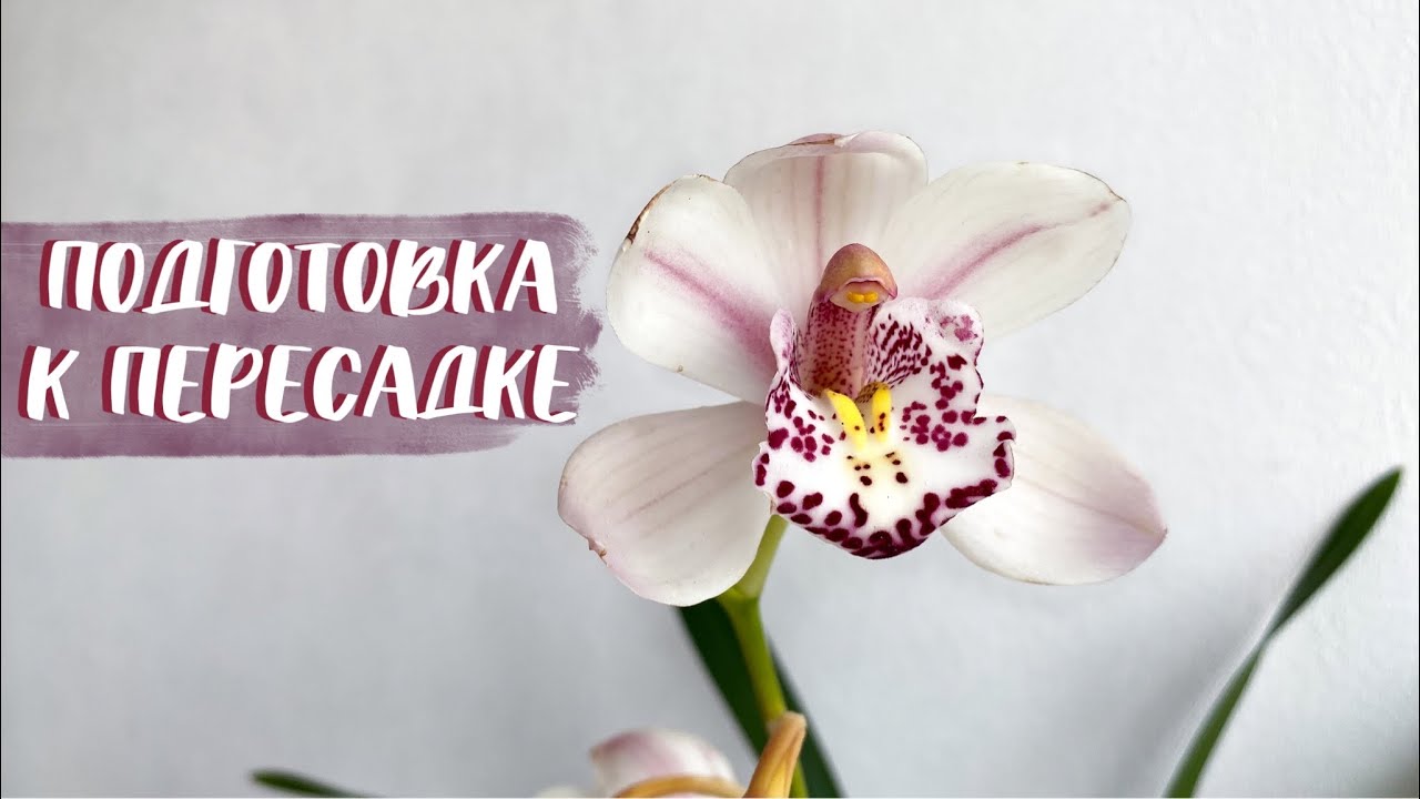 обработка ЦИМБИДИУМА перед посадкой