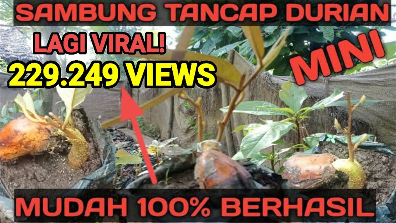 Teknik terbaru sambung tancap dan sambung sisip durian mini yang lagi viral