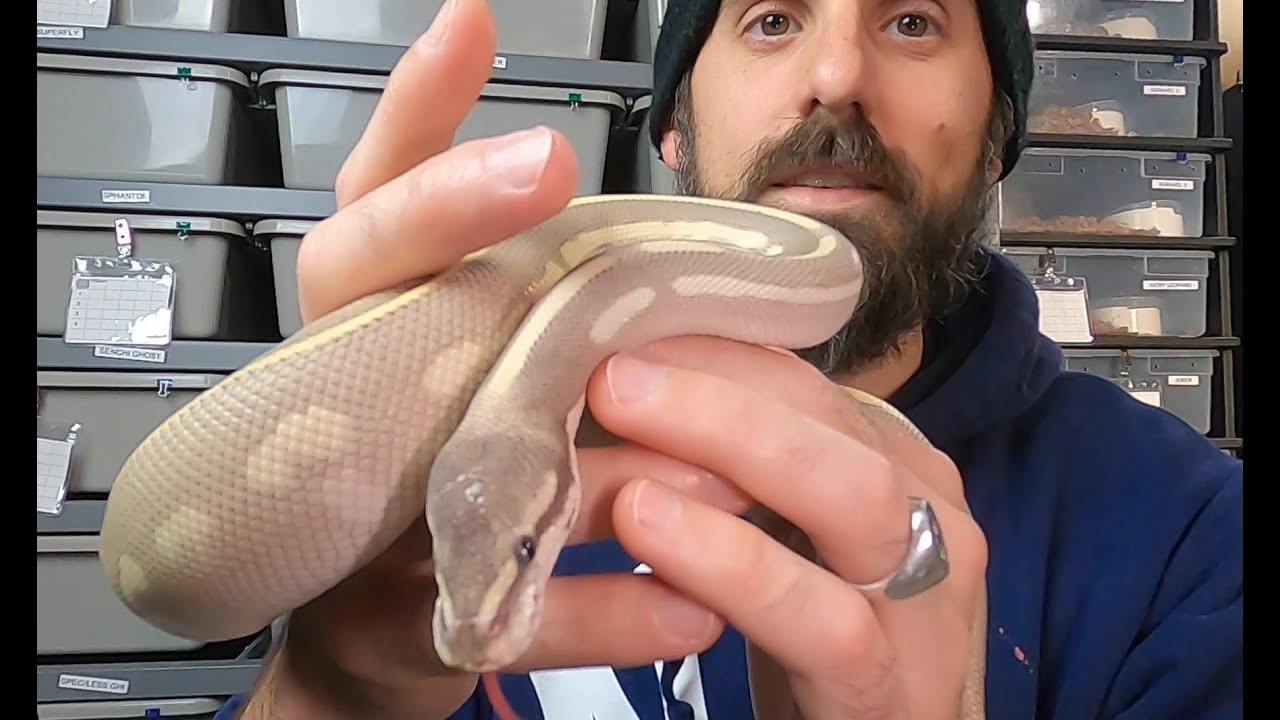 SNEAK PEEK #2 into the Ball Python breeding season 2020-2021! Blue Eyed Lucys part 2!!!