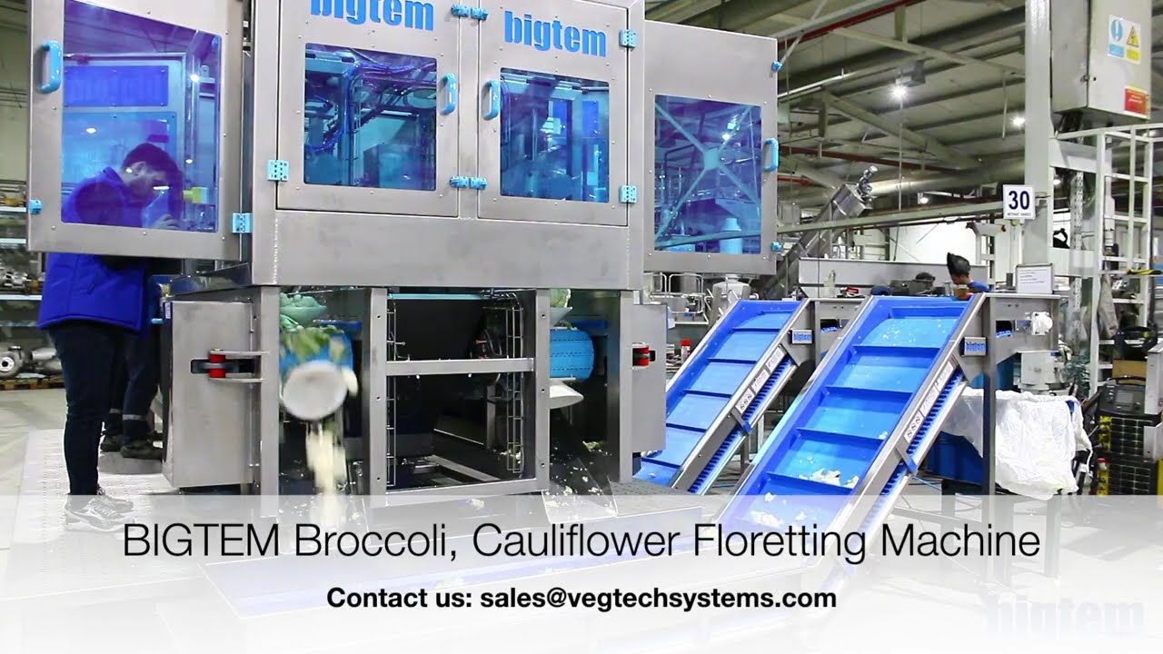BIGTEM Broccoli & Cauliflower Floretting Machine: Efficient Vegetable Processing- VEGTECH SYSTEMS