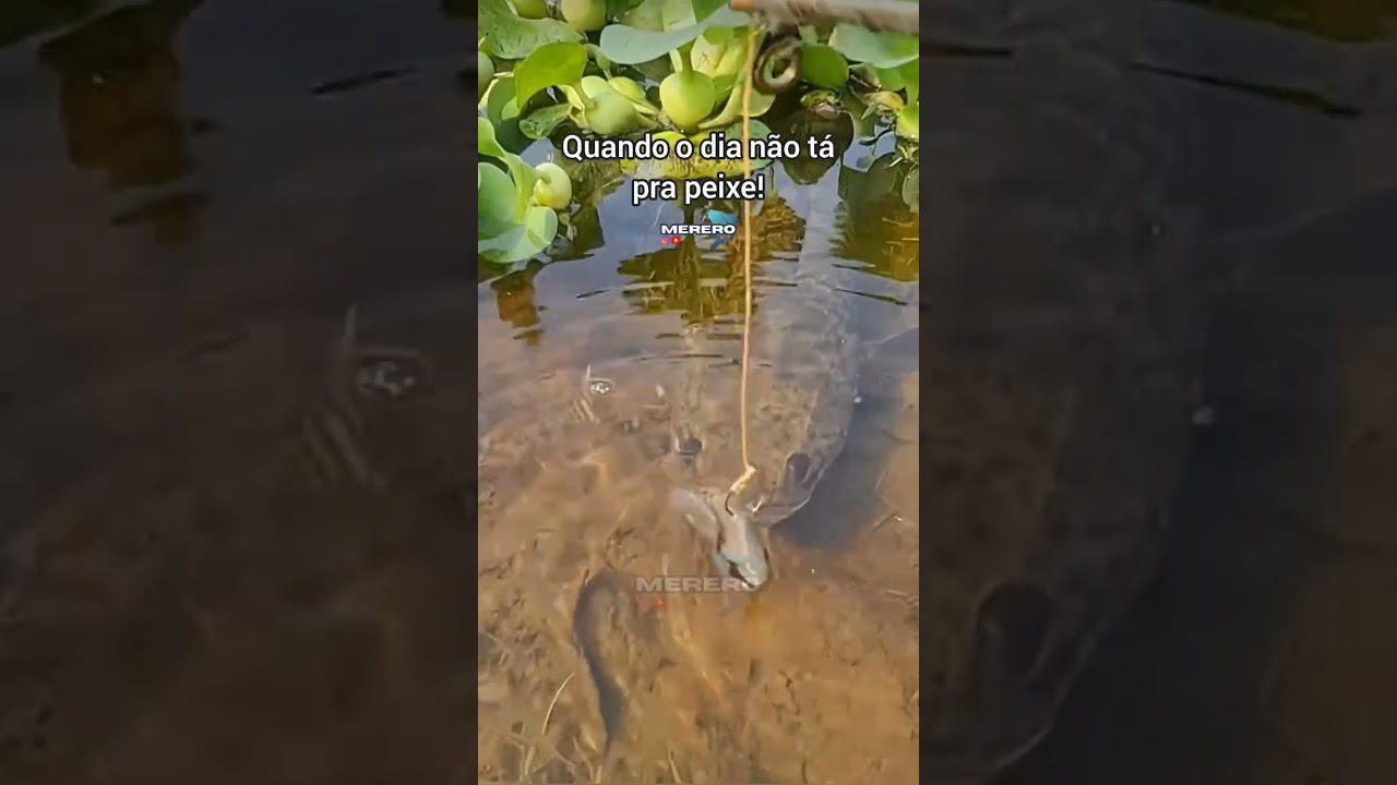 H&Aacute; DIAS QUE NADA D&Aacute; CERTO N A PESCARIA 🤣 #mererofishing