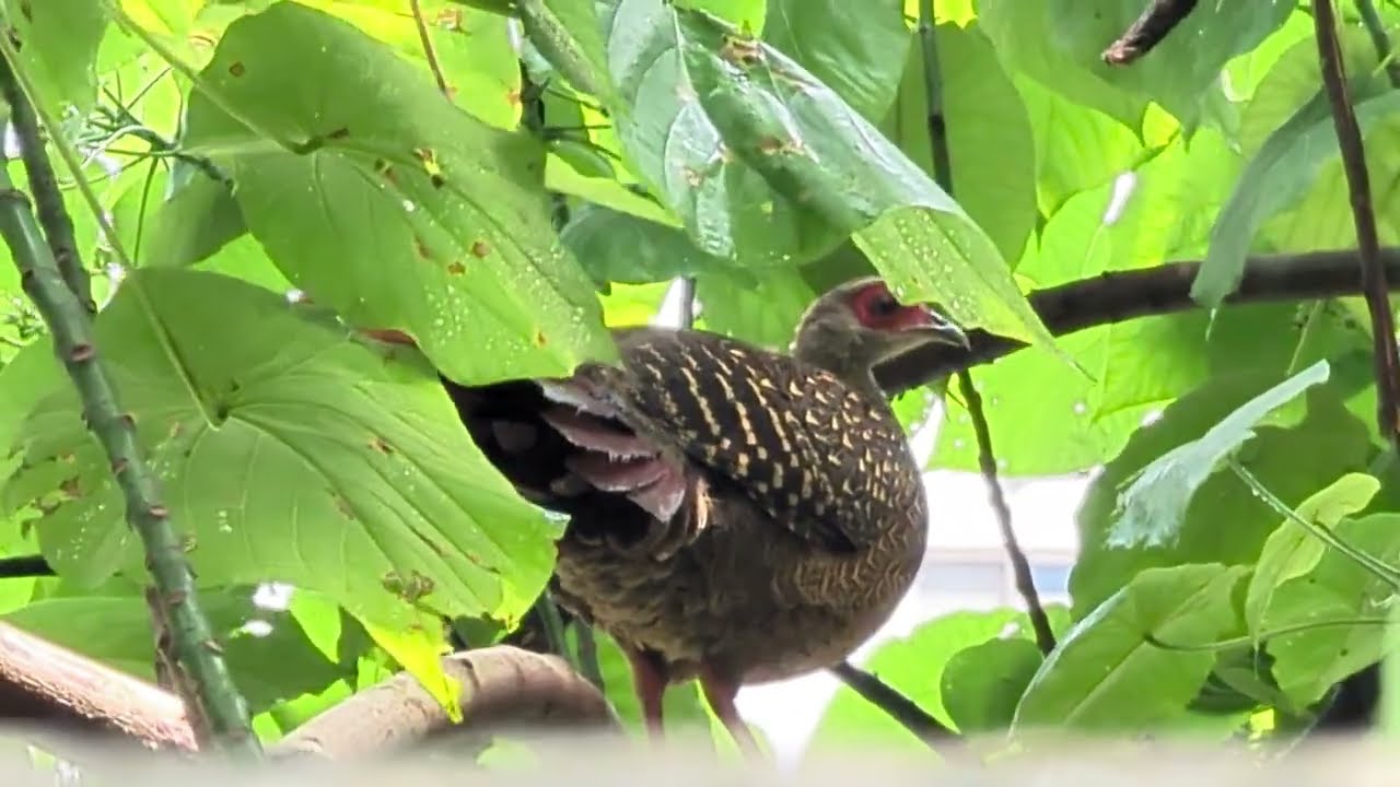 🇹🇼202306_ 我在都市遇見藍腹鷴Swinhoe's Pheasant