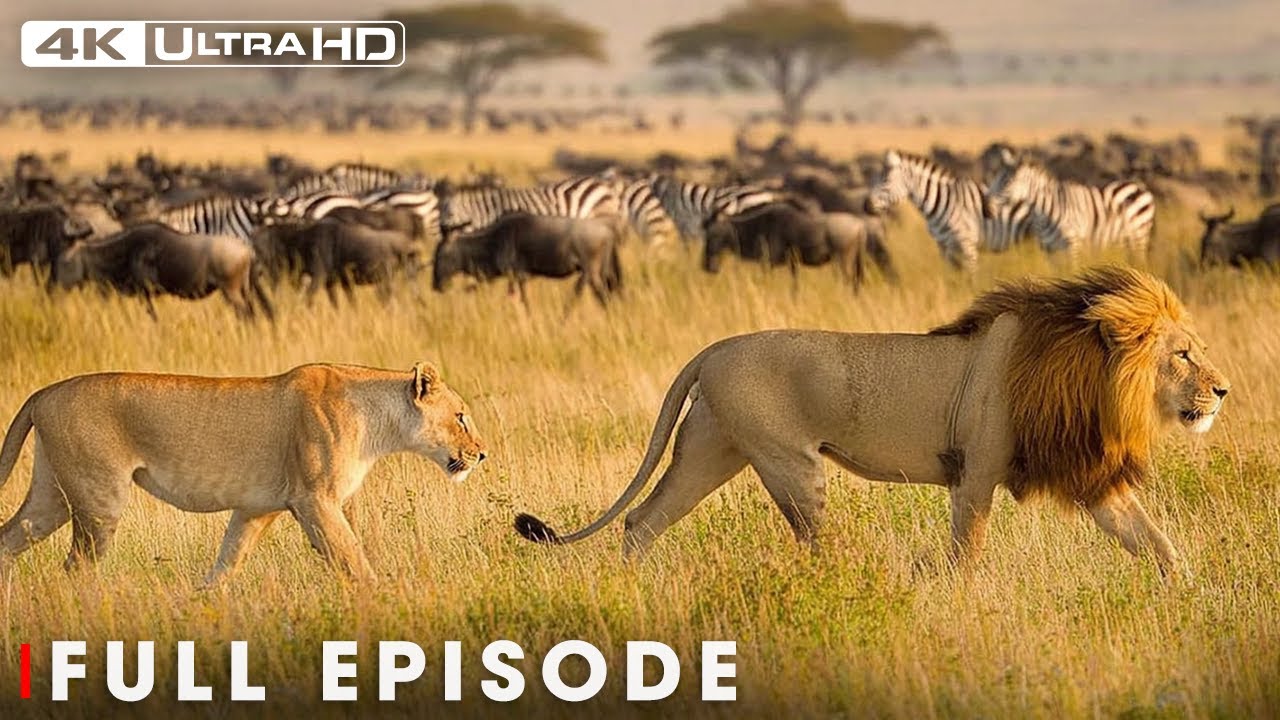 Apex Predators in the Animal Kingdom | 4K Wildlife Scenes | Nature Animal Documentary