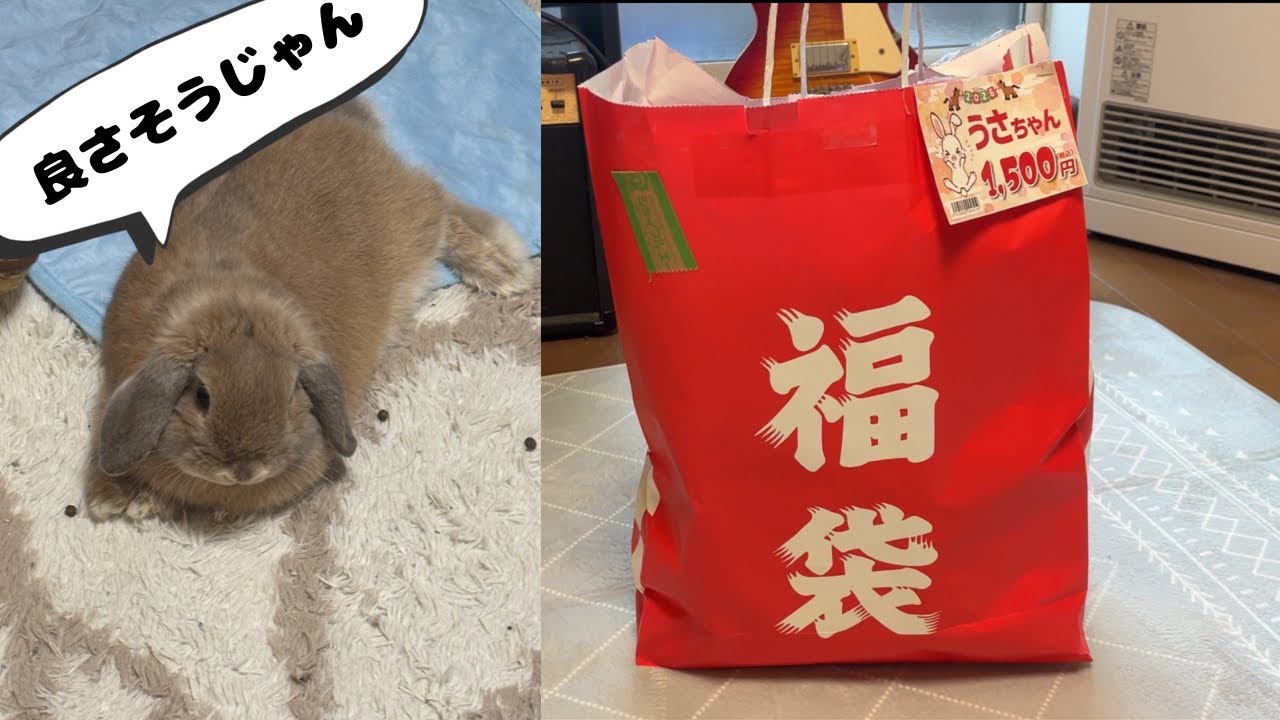 うさぎ用福袋1500円を開封して遊んでみた