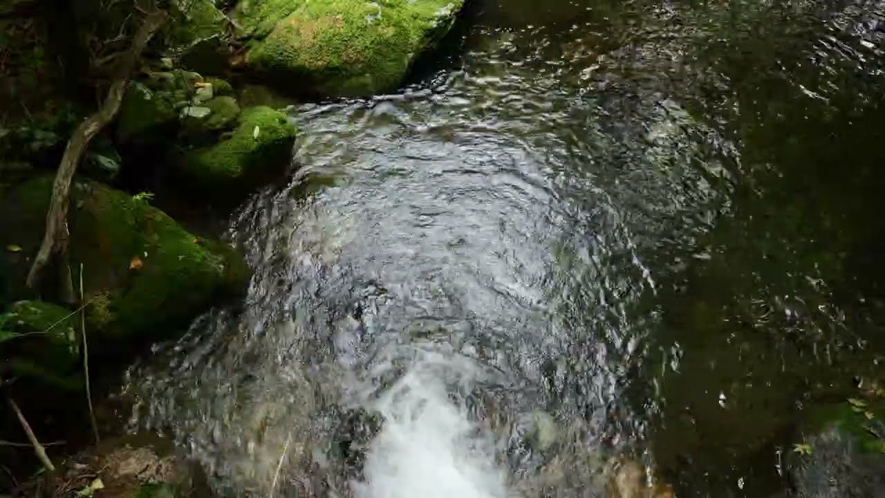 Living Water Sounds: Pure Forest Flow | Nature White Noise for Deep Sleep & Meditation