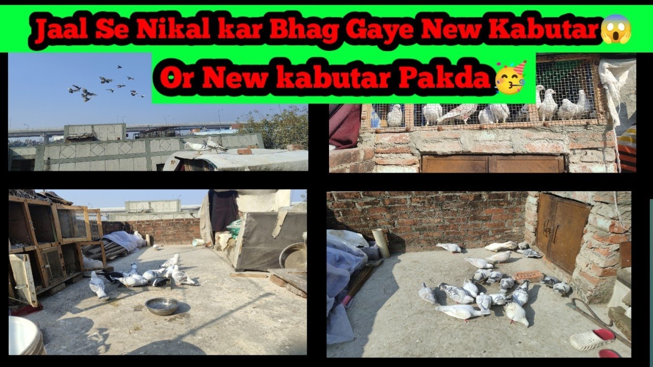 Jaal Se Nikal kar Bhag Gaya naya kabutar😱 और न्यू कबूतर पकड़ 🥳🥳#kabutarbazi #kabutarwalavideo #birds