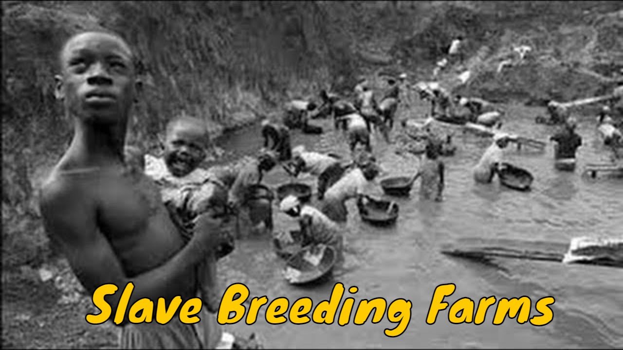 Southern Slave Breeding Farms