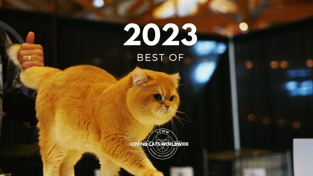 Судья Best Of Cat 2023 | LCWW