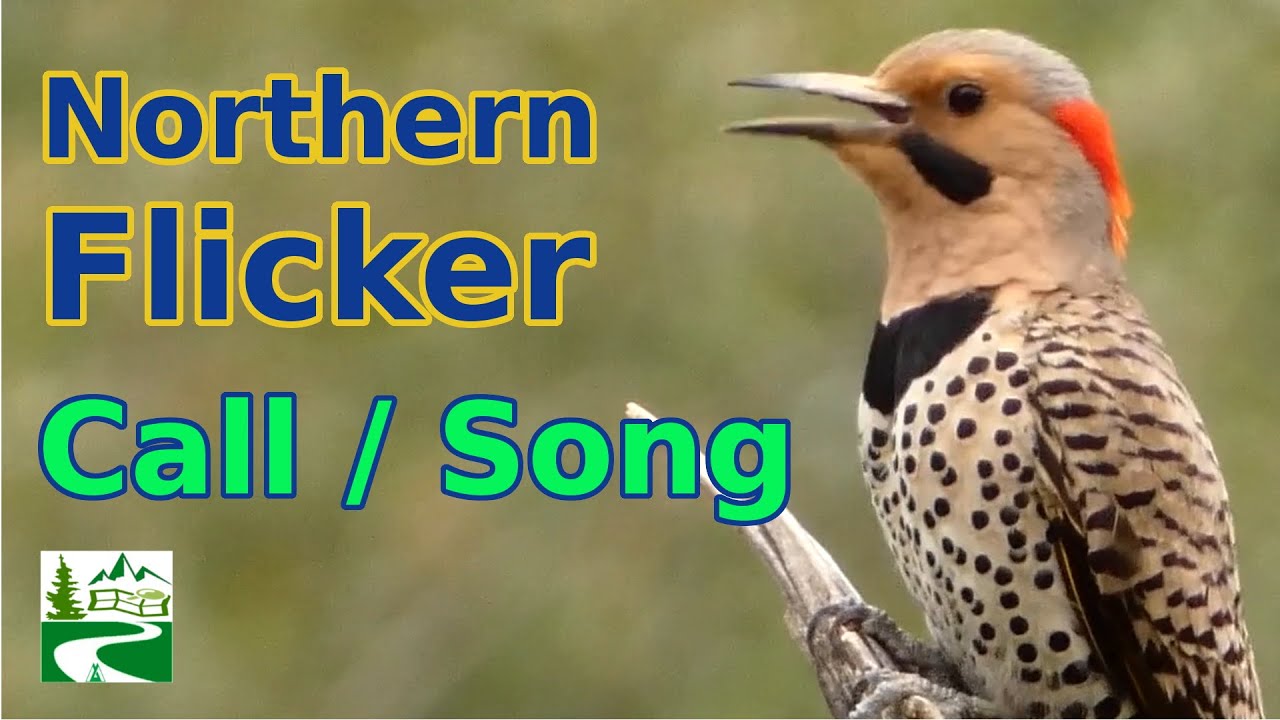 Northern flicker call  / song / sounds | Woodpecker Bird