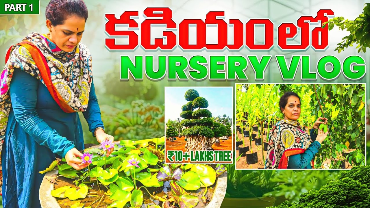 కాడియం నర్సరీ మొక్కలు🌳🌿 | Kadiam Nursery Vlog Part 1🌱✨️#vlog #kadiamnursery#plantlover #plantnursery