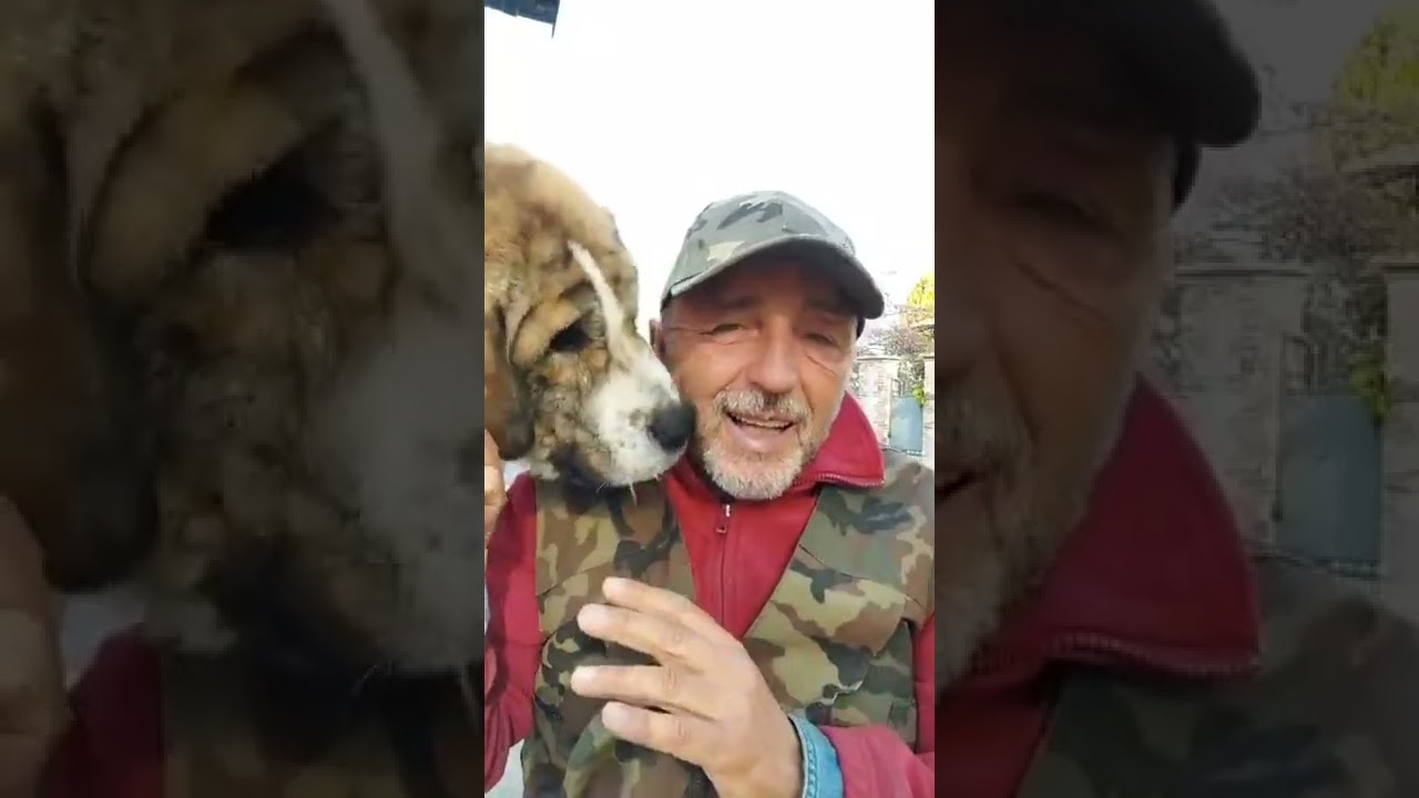 CANI DA GUARDIA - Razze e carattere 1a Parte