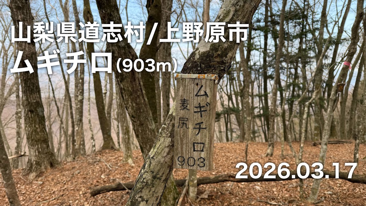 【登山】 山梨県道志村/上野原市 ムギチロ 2026.03.17
