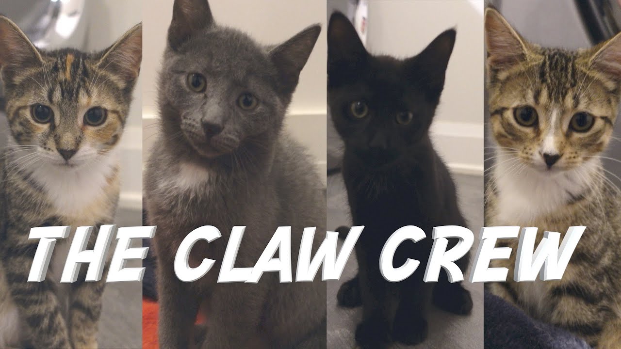 Наши новые кошки-амбарчики — дикие котята. Знакомьтесь, The Claw Crew