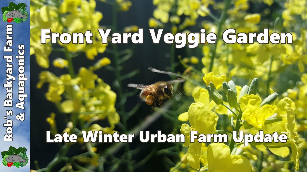 Front Yard Veggie Garden - Late Winter Urban Farm Update