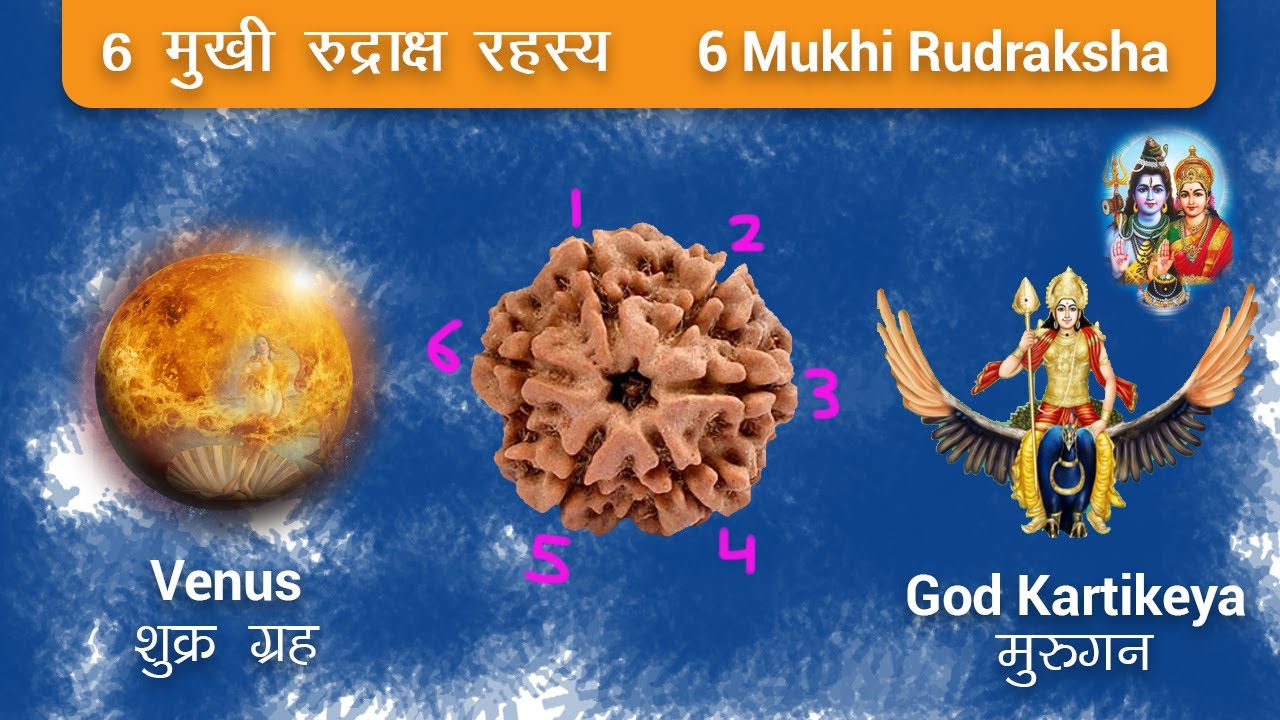 6 मुखी रुद्राक्ष के फायदे | Original 6 Mukhi Nepali Rudraksha benefits