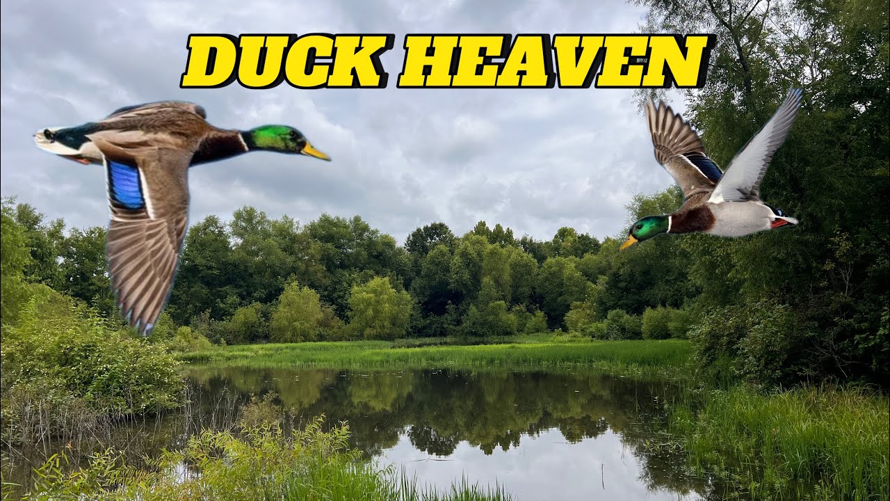 DIY Duck Hunting Pond Results
