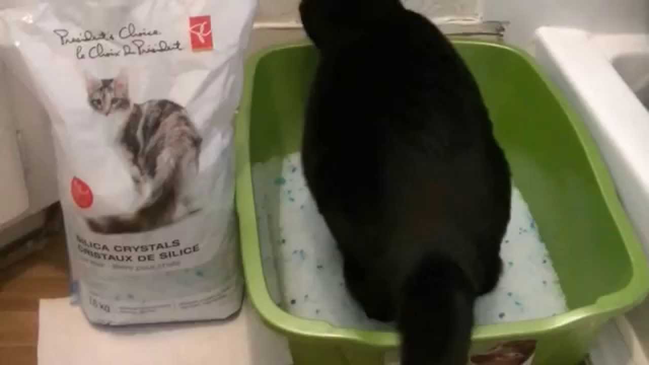 Best Cat Litter to buy! Silica Crystals Review! #catlitter