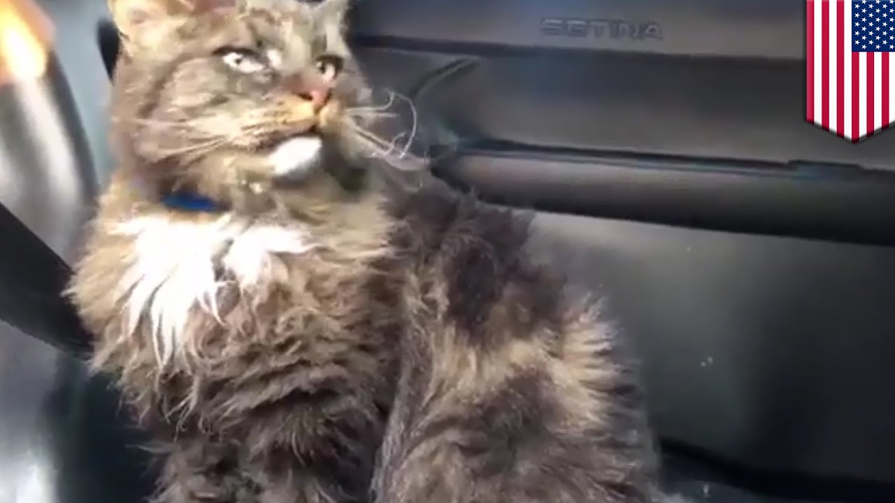 Cat rescue stories: Police save cat during California wildfires - TomoNews