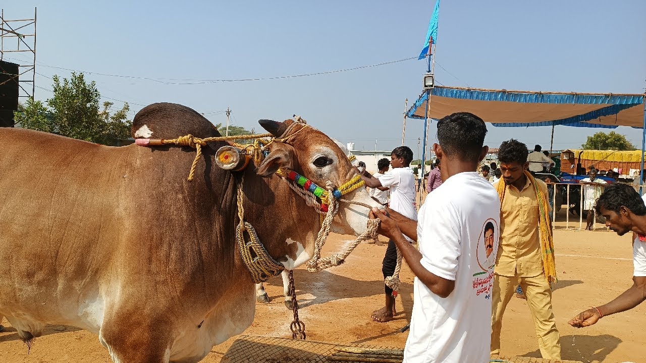 ఉత్తనూరు 4 పళ్ళ విభాగం బండలాగుడు పోటీలు 11వ జత నారాయణ చౌదరి