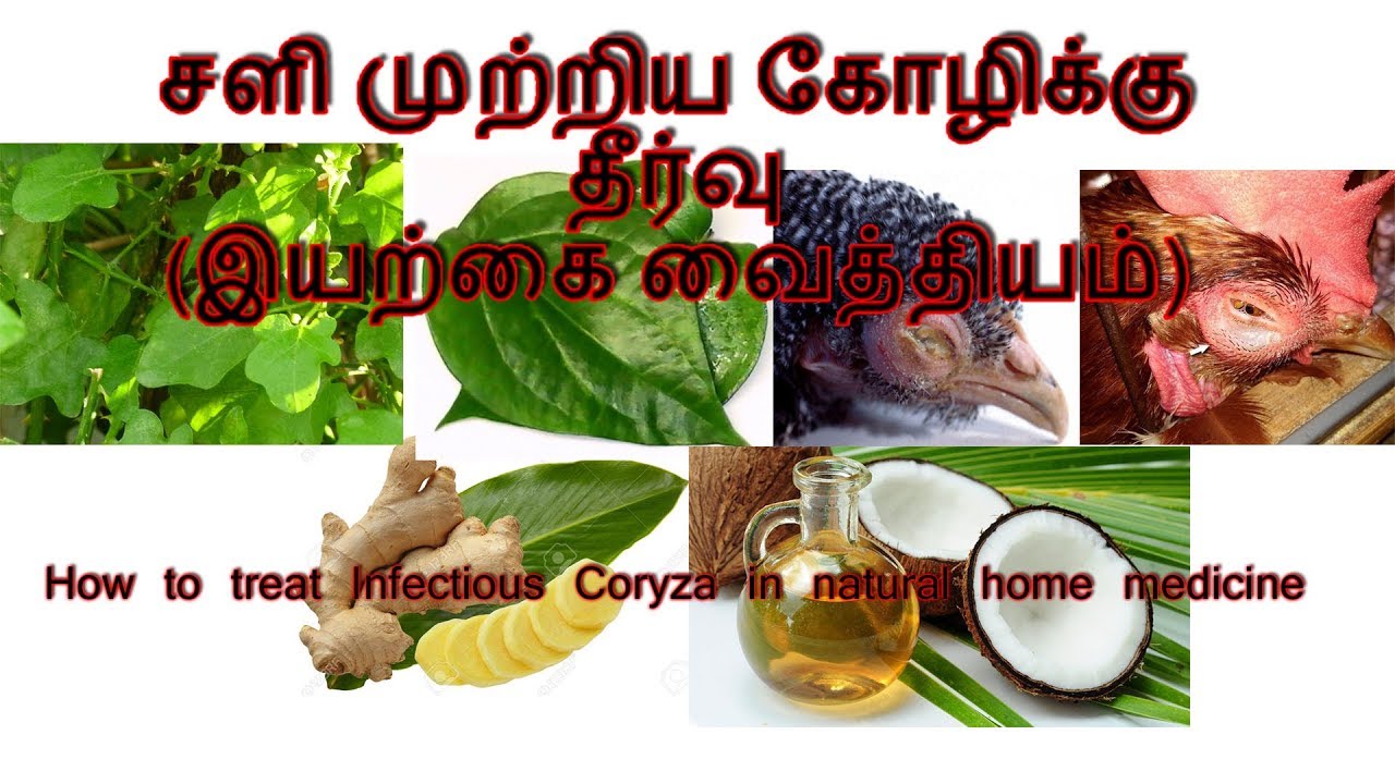 சளி முற்றிய கோழிக்கு தீர்வு (இயற்கை வைத்தியம்)   infectious coryza in natural home medicine
