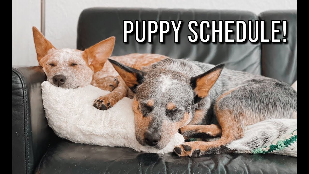 Training my dogs with a PUPPY SCHEDULE!
