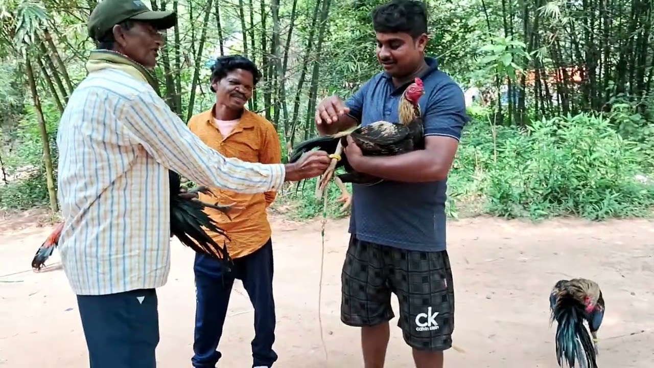 Feko Haat New video //4 November  2025// ASeel murga// Feko Haat video @ SM Hansda aseel vlogs 