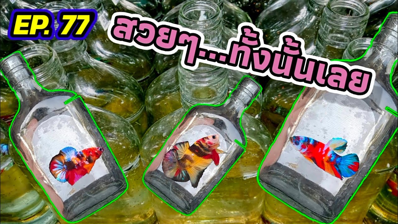 EP. 77 คัดปลากัดออกจากขวดแบน l คอกมัลติคัลเลอร์ เจอทีเด็ดร้องว้าวว!!