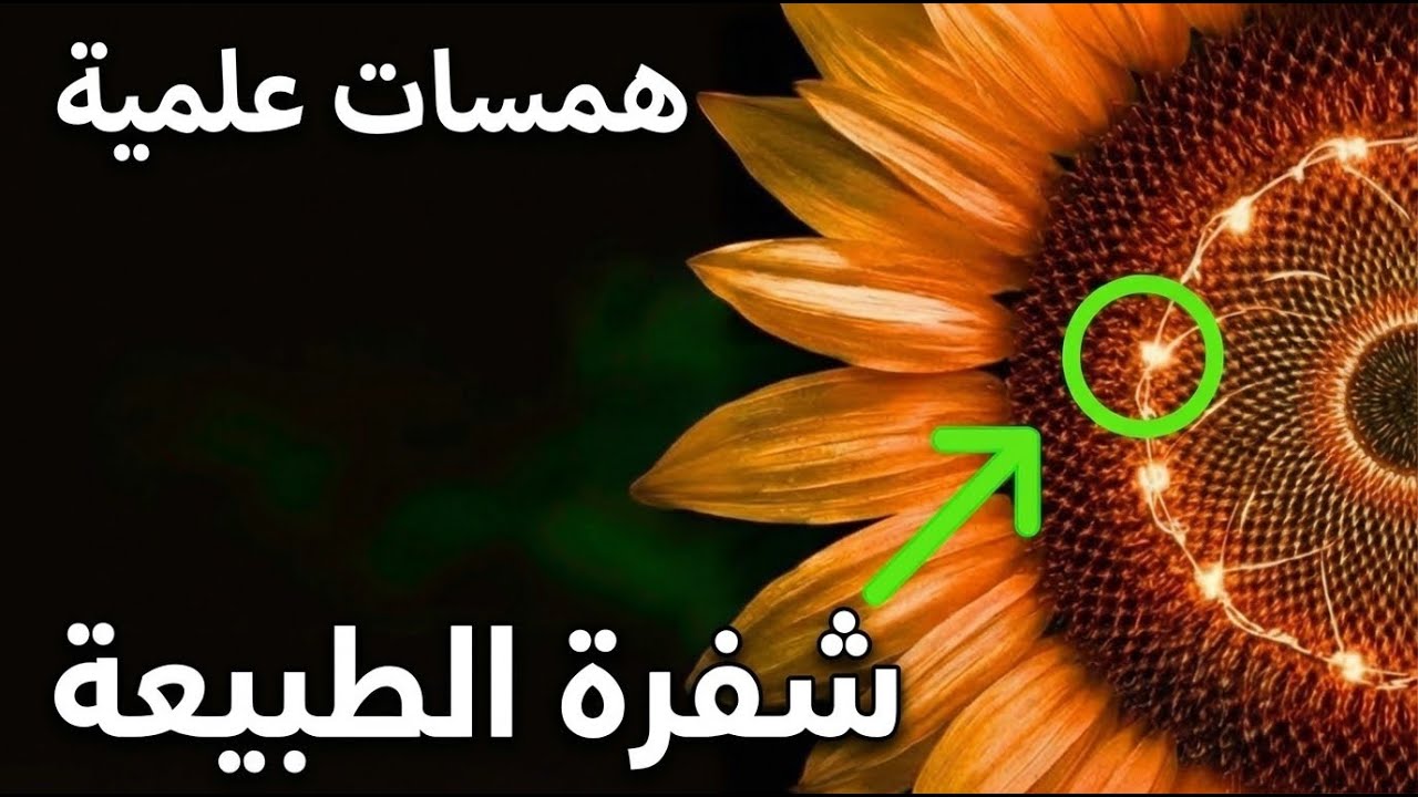 أسرار هادئة في الطبيعة  فيبوناتشي والنسبة الذهبية قبل النوم