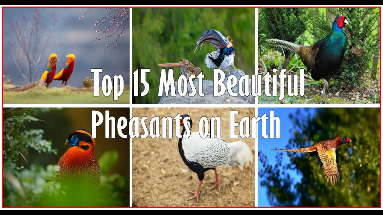 🐦 Top 15 Most Beautiful Pheasants on Earth