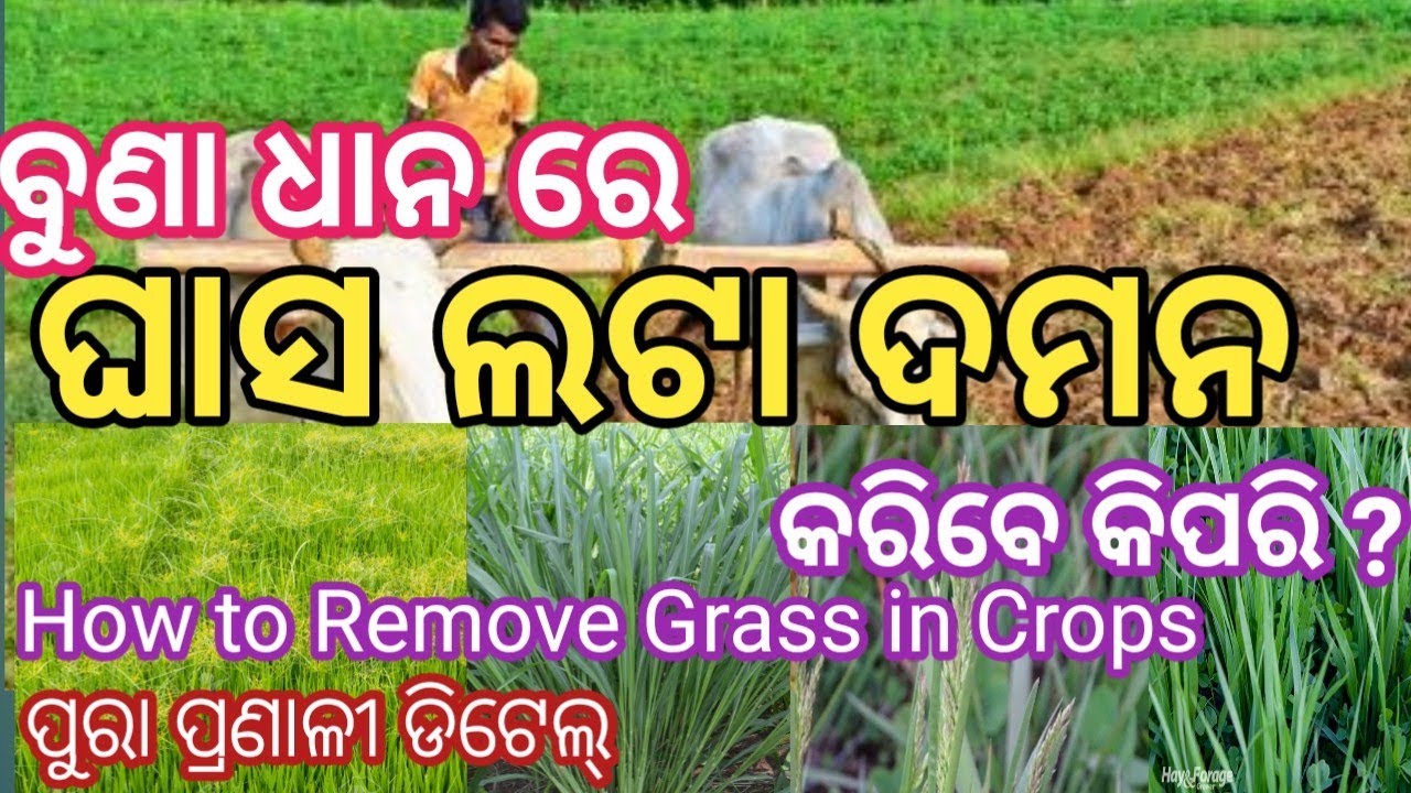 ବୁଣା ଧାନ ରେ ଘାସ ଦମନ// ଲଟାମରା କେମିତି ଦେବେ //ଲଟାମରା ଔଷଧ // how to remove grass