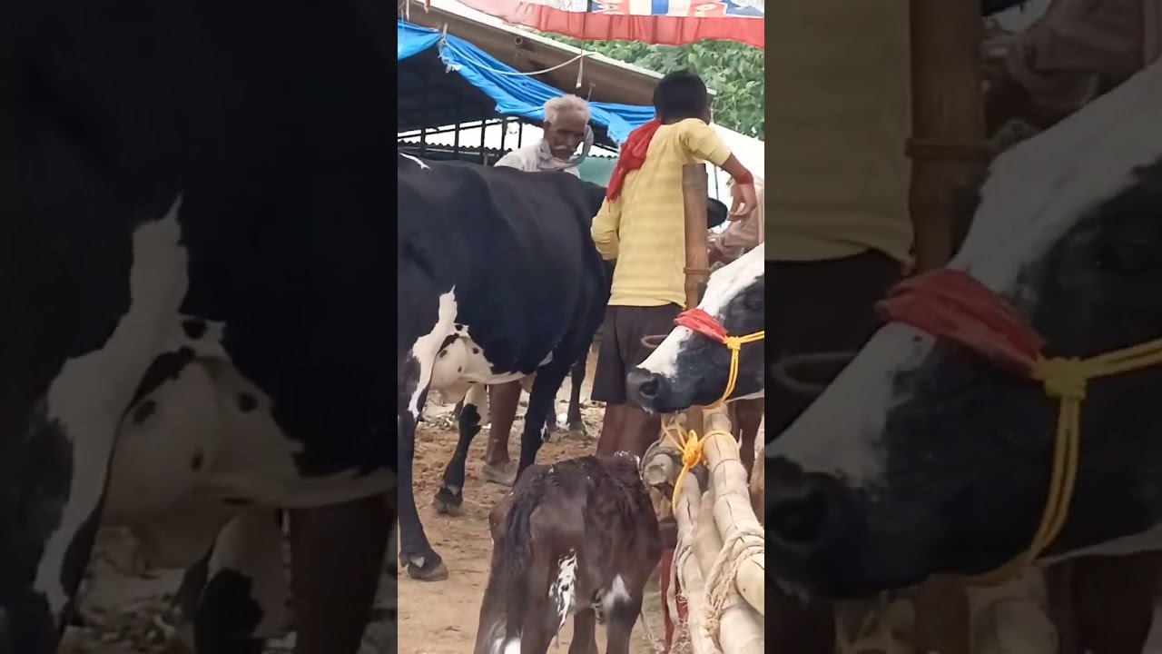 Cow Mandi in Bihar #animals #cattlemarket #cow