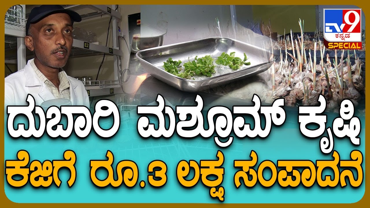 Kolar: ಮನೆಯಲ್ಲೇ ದುಬಾರಿ ಮಶ್ರೂಮ್, ಕೇಸರಿ ಕೃಷಿ ಮಾಡಿ ಲಕ್ಷ-ಲಕ್ಷ ಸಂಪಾದನೆ| #TV9D