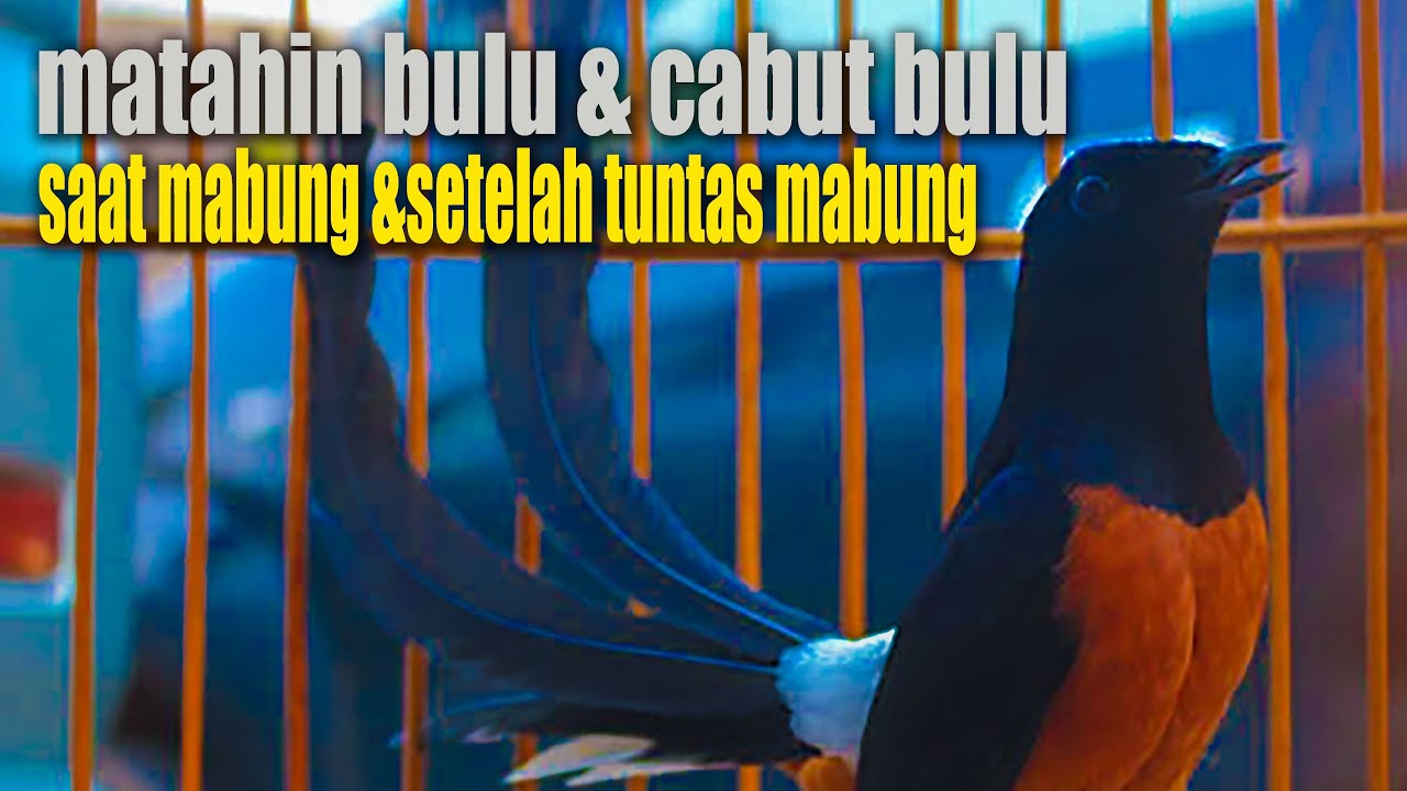 SUDAH PUSING‼️ini terjadi pada murai batu saat proses mabung