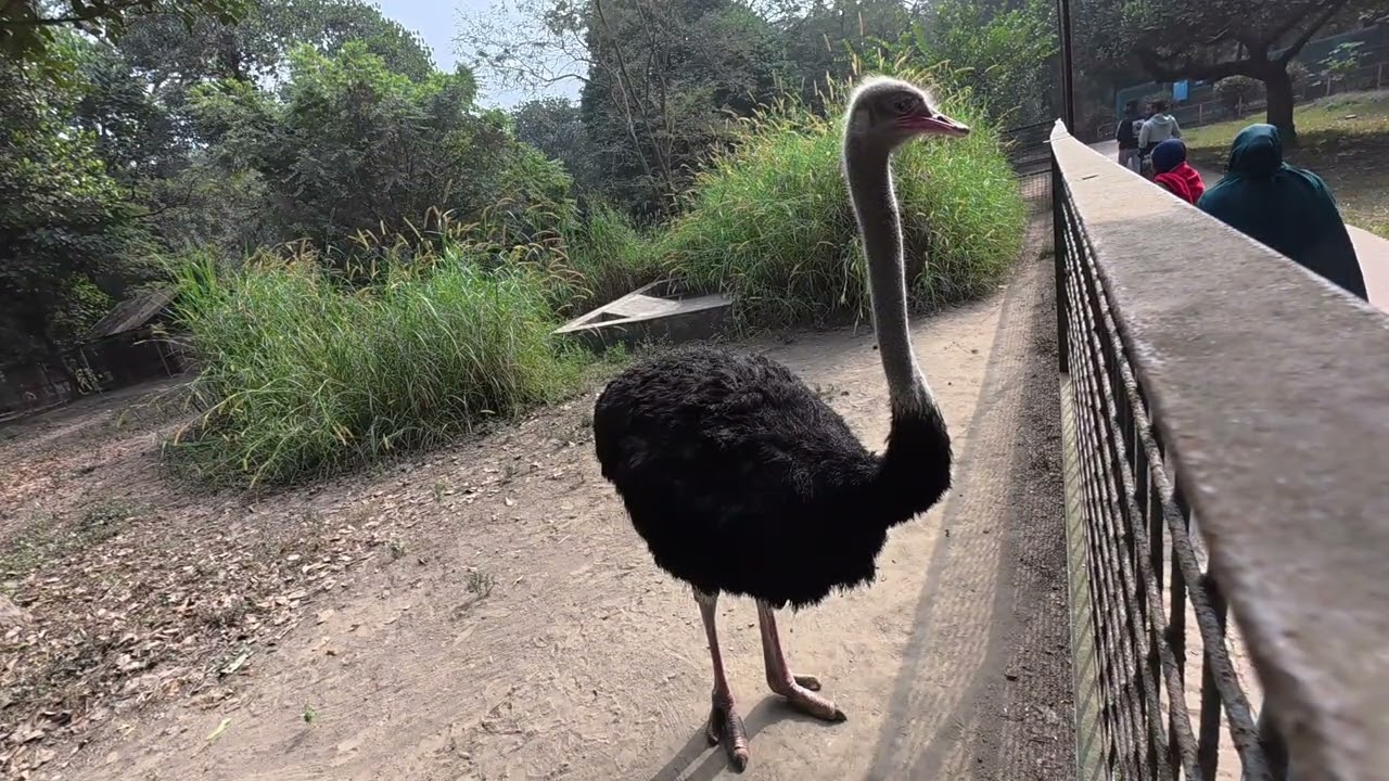 Common Ostrich (উটপাখি) | This bird looks tiny until you get closer