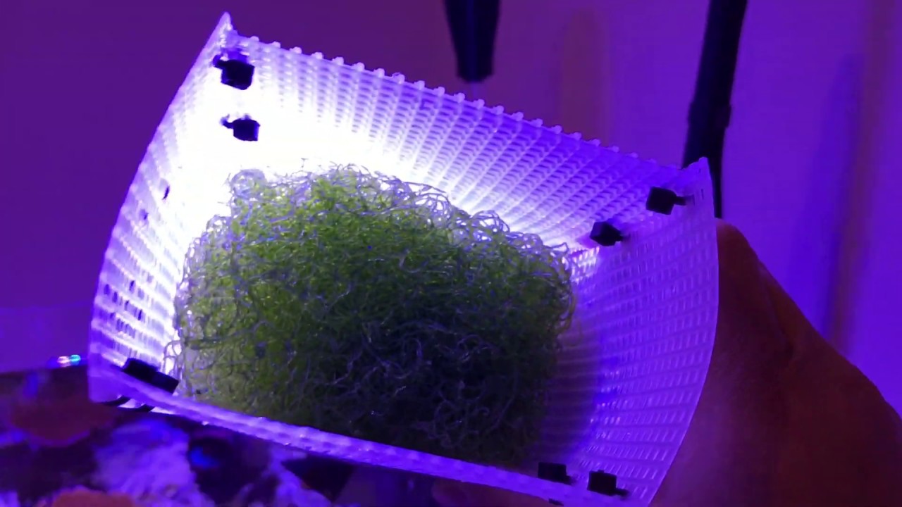 Growing Chaeto With The IM Chaetomax Light