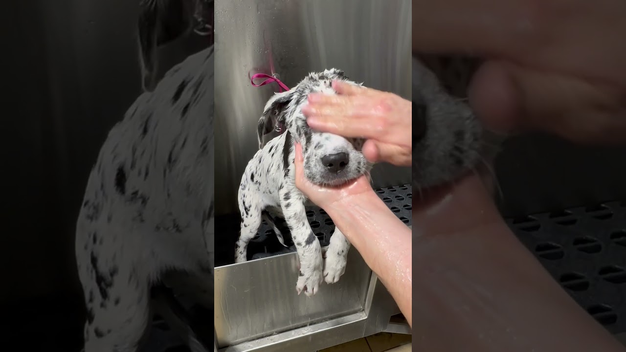 Great Dane pup 🐶 #greatdane #dalmatian #puppy #dog #doggrooming #dogbath