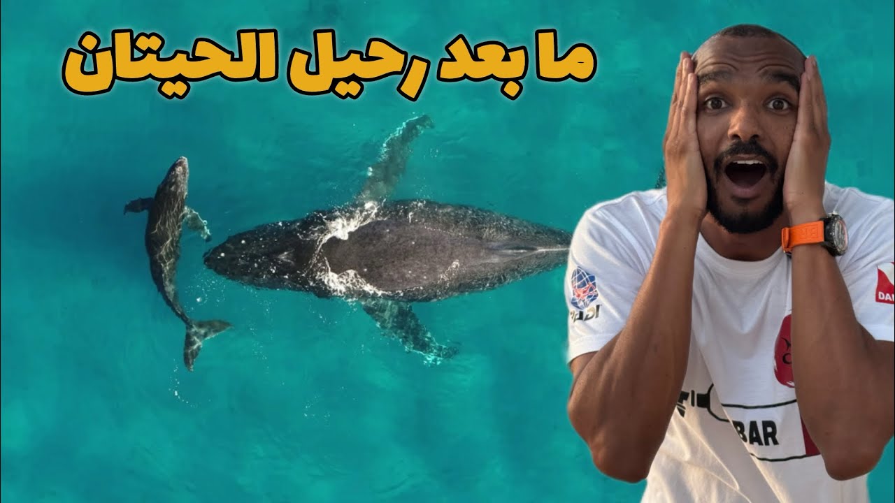 ماذا يحدث بعد رحيل الحيتان 🤯 (أعجوبة ربانية )  #غوص #diving #scubadiving #modrar