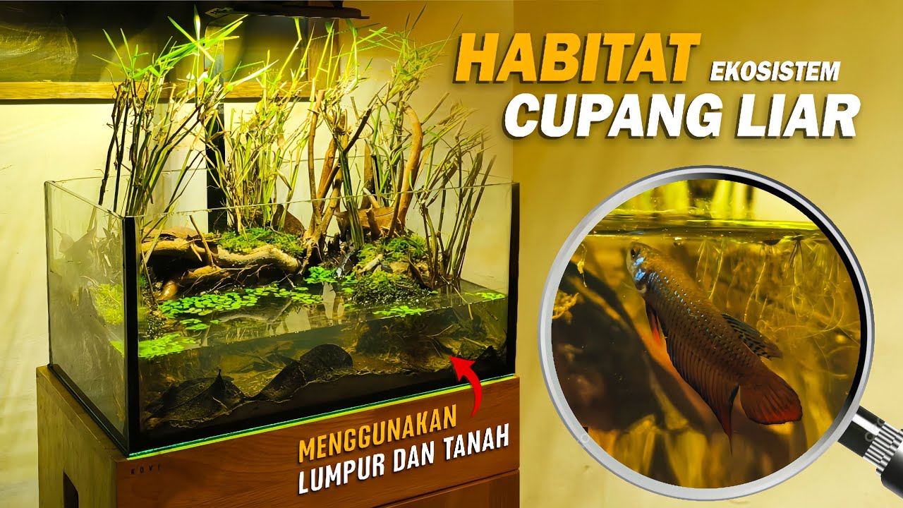 MESIN WAKTU‼️Habitat Cupang Liar.