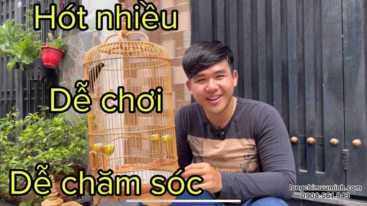4 Bí mật về dòng CHIM HÚT MẬT - cách nuôi , lựa chọn và chăm sóc chim hút mật - lồng chim Vũ MInh