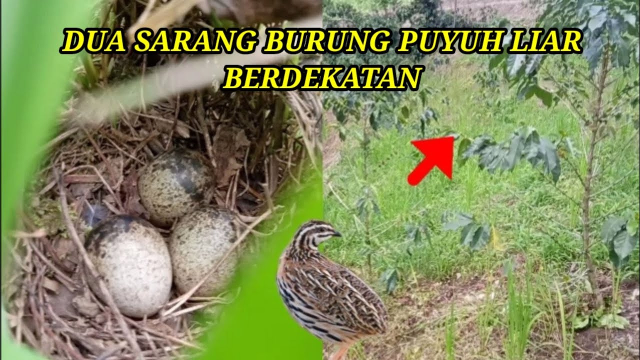 DUA SARANG BURUNG PUYUH LIAR BERDEKATAN