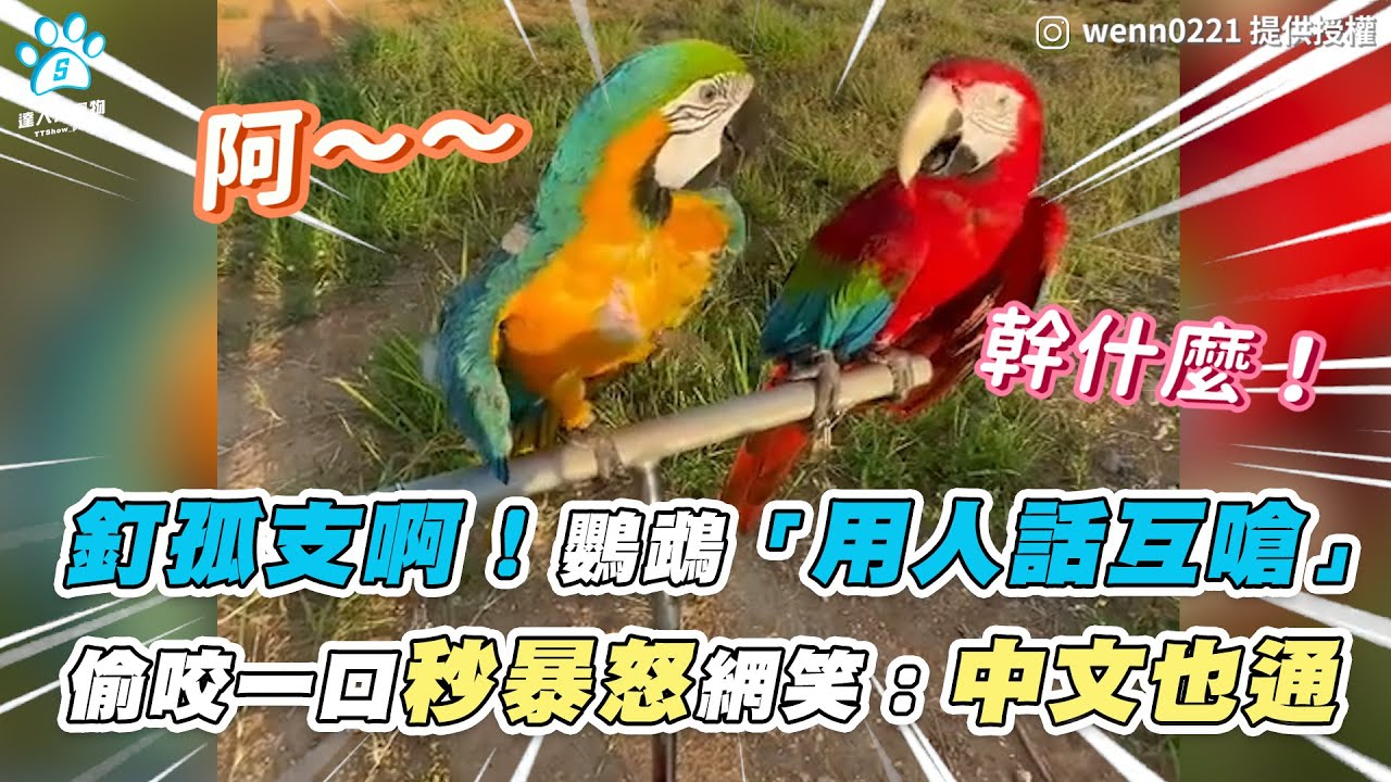 【釘孤支啊！鸚鵡「用人話互嗆」 偷咬一口秒暴怒網笑：中文也通】｜IG / wenn0221 ／ FB / Bird's Day鳥日子砍蒂
