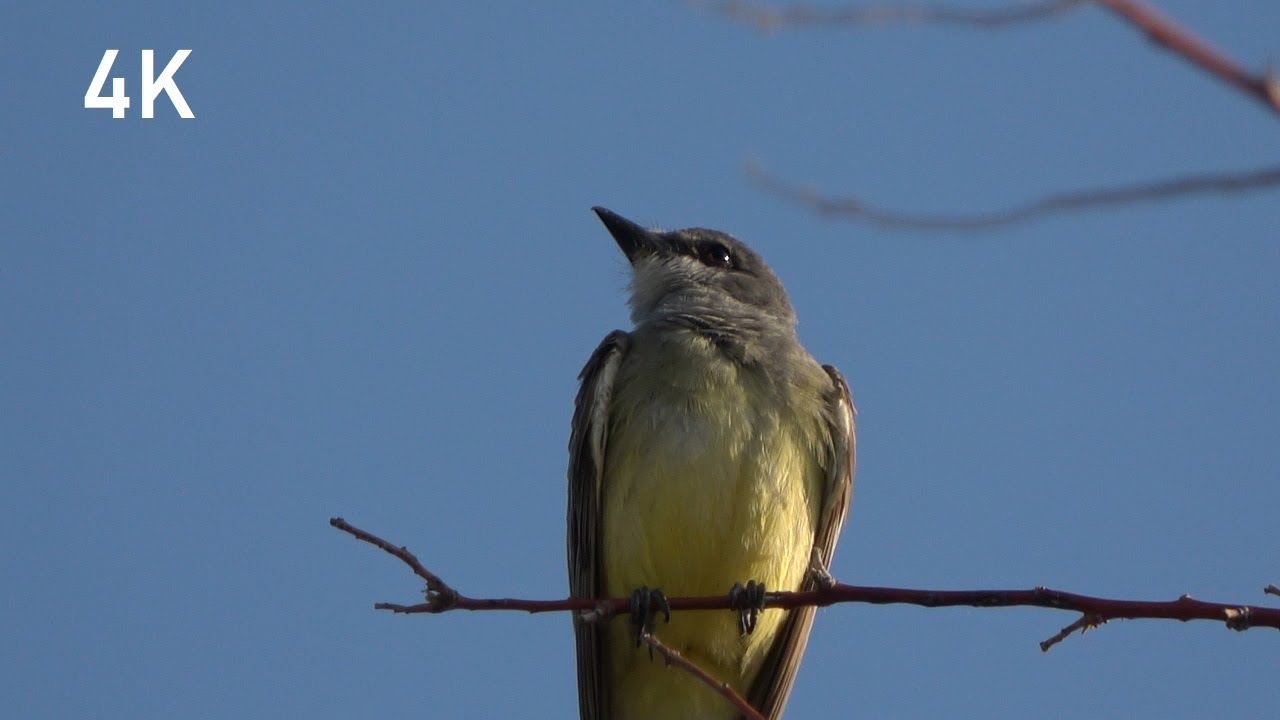 Western Kingbird call - (4K) - (Animal sounds #1)