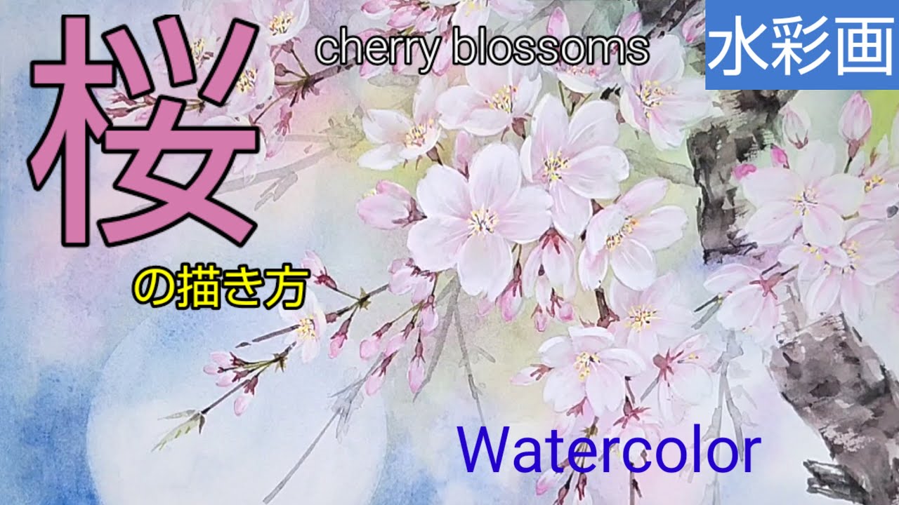 【水彩画】/透明水彩で【桜】の描き方🌸 /初心者のための水彩画