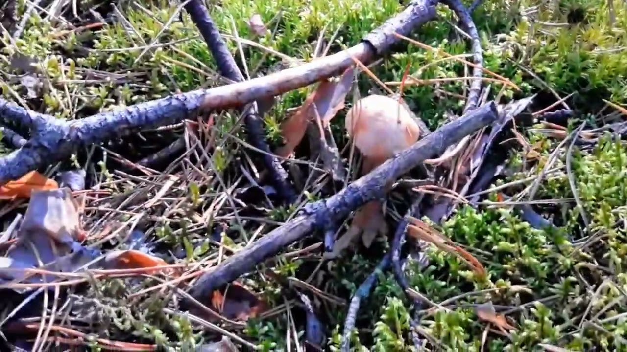 Гриб козляк (Suillus bovinus) - 