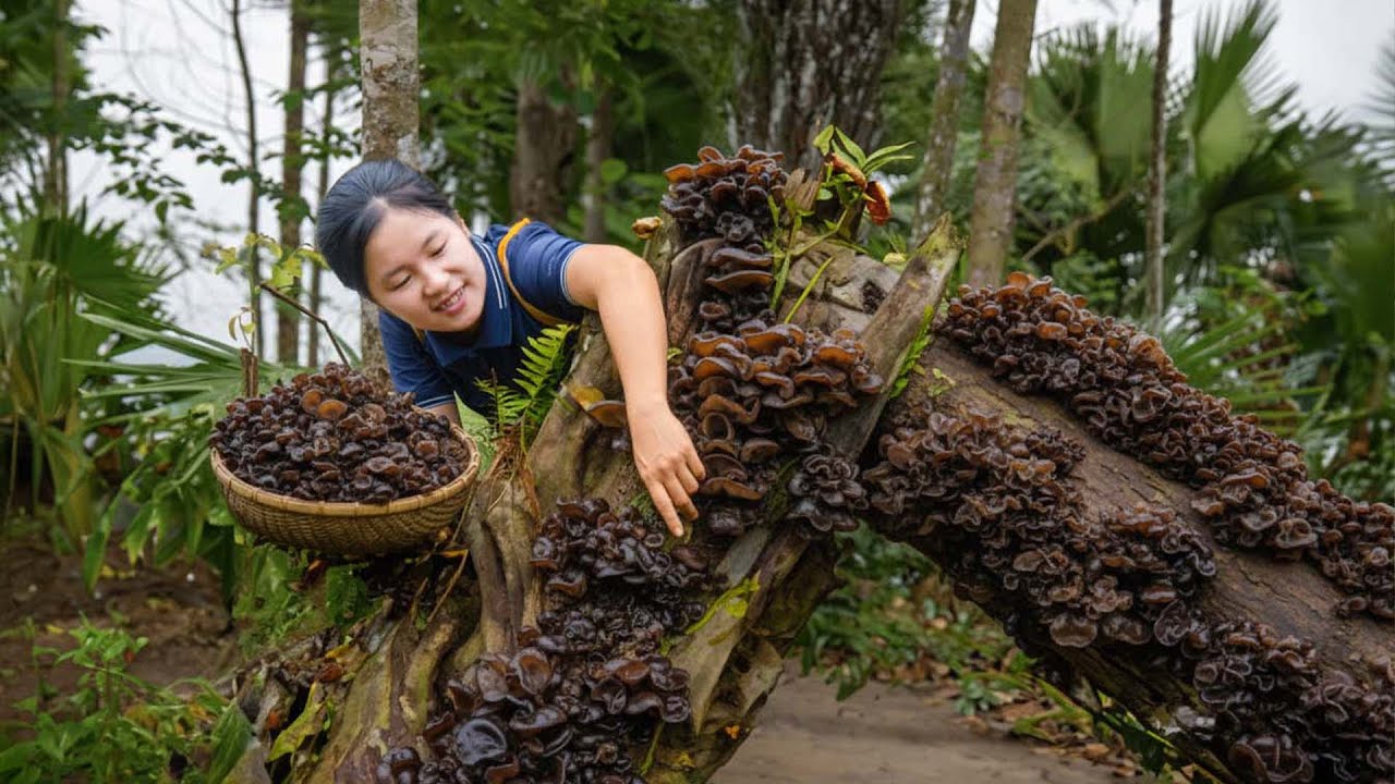 Harvest A Lot Of Wood Ear Mushroom in Wild Goes to market sell - Susan Daily Life