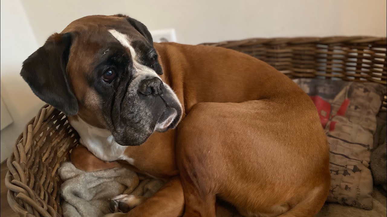 Pampering my dog Part2! ASMR